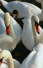 swans_1